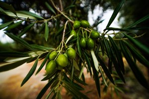 What do we know as EVOO?
